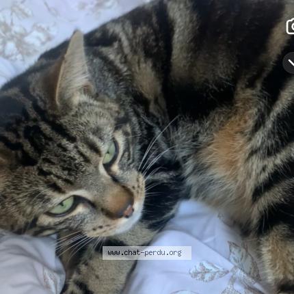 Foto 1/1 Mimi Chat perdido en La tour de salvagny