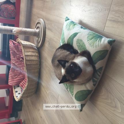 Foto 1/1 Uguette Chat perdido en Plescop