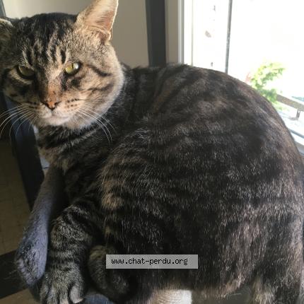 Foto 1/1 Booba Chat perdido en Les attaques