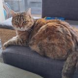 Foto del gato perdido en Auterive