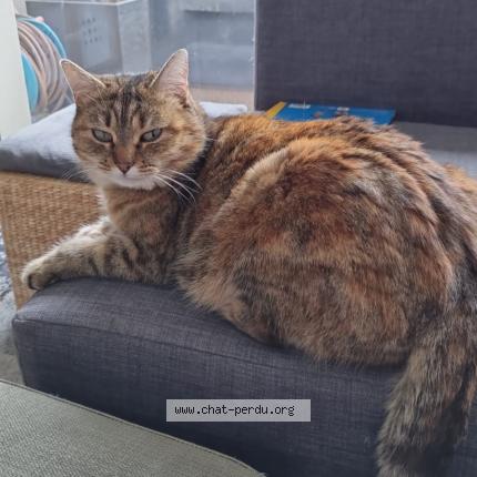 Foto 1/1 Minette Chat perdido en Auterive