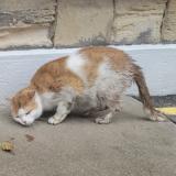 Foto de gato encontrado en Saint Ouen L Aumone