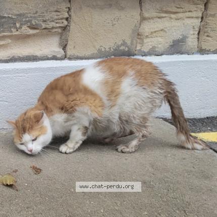 Foto 1/1 Gato encontrado Encontrado en Saint ouen l aumone