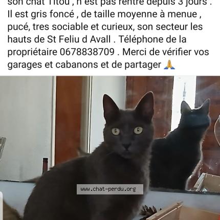 Foto 1/1 Titou Chat perdido en Sant feliu d avall