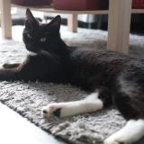 Foto del gato perdido en Malonne