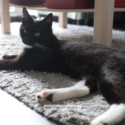 Foto 1/1 Schnoubi Chat perdido en Malonne