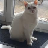 Foto del gato perdido en Saint Dizier