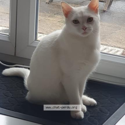 Foto 1/2 Coton Chat perdido en Saint dizier