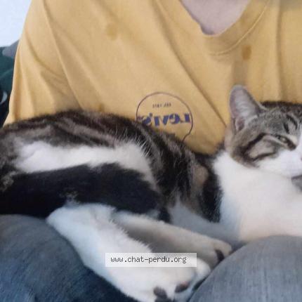 Foto 1/1 Adrian Chat perdido en Joue les tours