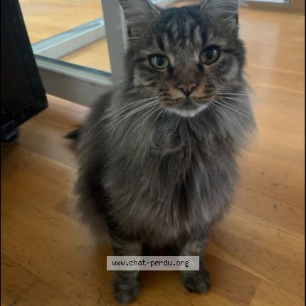 Foto 1/2 Flash Chat perdido en Montpellier