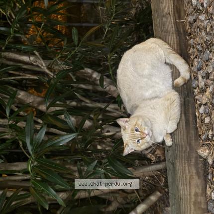 Foto 1/1 Gato encontrado Encontrado en Perpignan