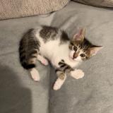 Foto del gato perdido en La Verpilliere