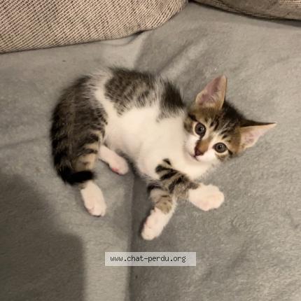 Foto 1/1 Papouille Chat perdido en La verpilliere