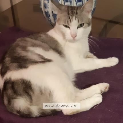 Foto 1/1 Shadow Chat perdido en Sannois