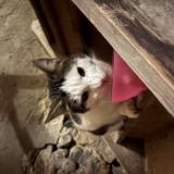 Foto de gato encontrado en Molondin