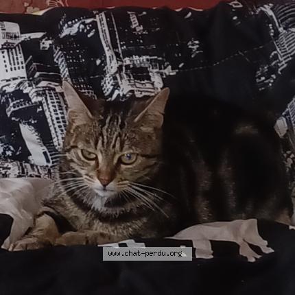 Foto 1/1 Grisette Chat perdido en La roche sur yon