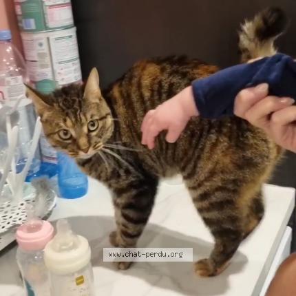 Foto 1/1 Ora Chat perdido en Ortaffa