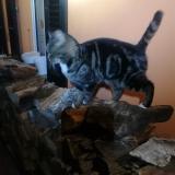 Foto del gato perdido en Prez Vers Siviriez