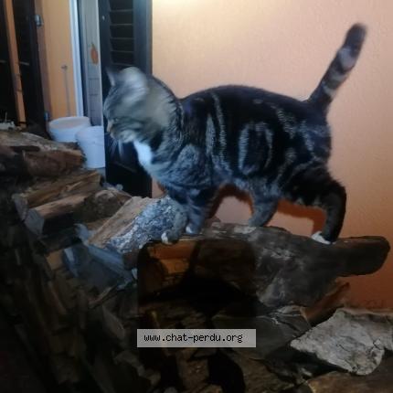 Foto 1/1 Pesto Chat perdido en Prez vers siviriez