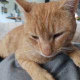 Foto del gato perdido en L Isle D Abeau