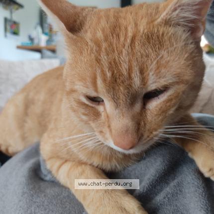 Foto 1/1 Lopoti Chat perdido en L isle d abeau