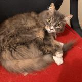 Foto del gato perdido en Le Bailleul