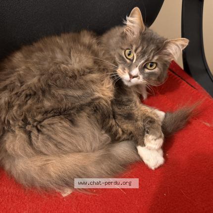 Foto 1/1 Mimi Chat perdido en Le bailleul