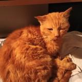 Foto de gato encontrado en Montauban