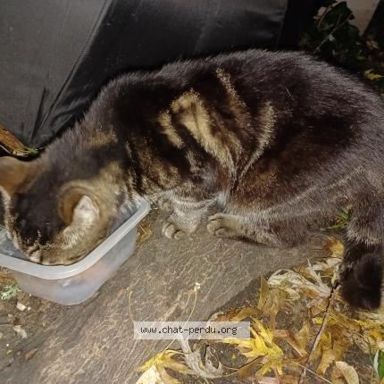 Foto 1/1 Agathe Chat perdido en Cenon