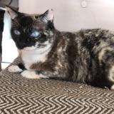 Foto del gato perdido en Miami