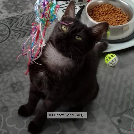 Foto 1/1 Baguerra Chat perdido en Serres castet