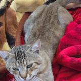 Foto del gato perdido en Valence D Agen