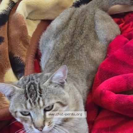 Foto 1/2 Koky Chat perdido en Valence d agen