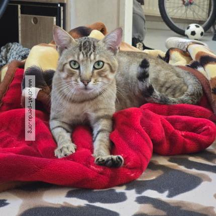 Foto 2/2 Koky Chat perdido en Valence d agen