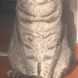 Foto del gato perdido en Awans