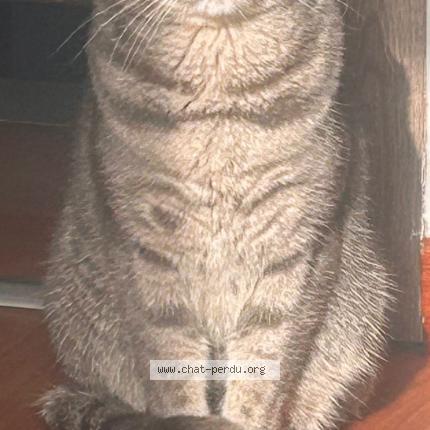 Foto 1/1 Simba Chat perdido en Awans