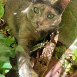 Foto del gato perdido en Plan De La Toir