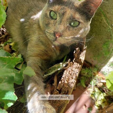 Foto 1/1 Maya Chat perdido en Plan de la toir