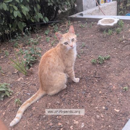 Foto 1/1 Bouton d or Chat perdido en Chateauneuf le rouge