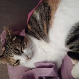 Foto del gato perdido en Rousset Les Vignes