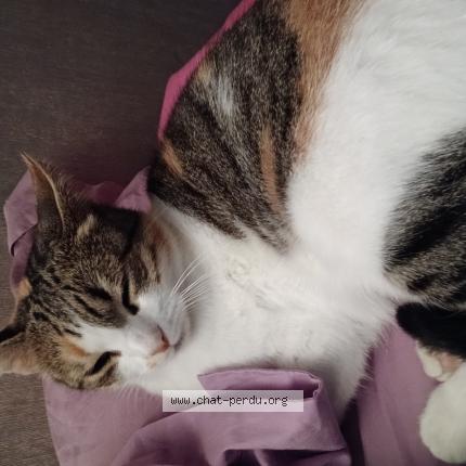 Foto 1/1 MOUCHE Chat perdido en Rousset les vignes