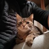 Foto de gato encontrado en La Rochelle