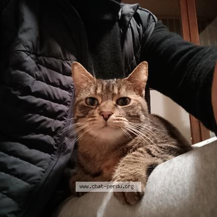 Foto 1/5 Gato encontrado Encontrado en La rochelle
