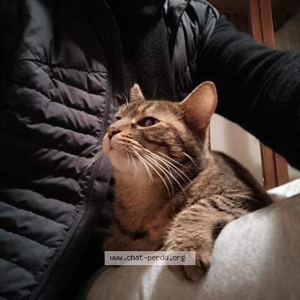 Foto 3/5 Gato encontrado Encontrado en La rochelle