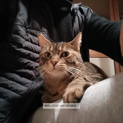 Foto 4/5 Gato encontrado Encontrado en La rochelle