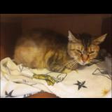 Foto del gato perdido en Homecourt