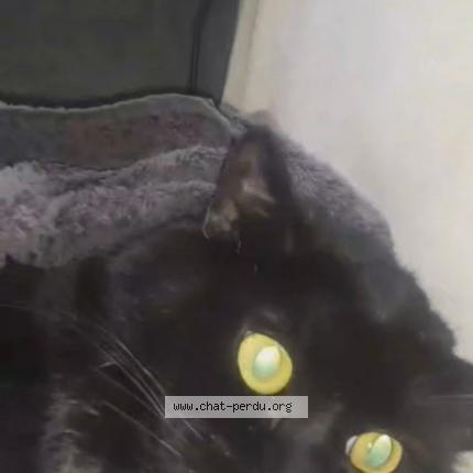 Foto 1/1 Spock Chat perdido en Cherbourg en cotentin