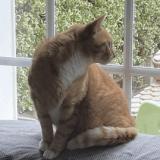 Foto del gato perdido en Maromme