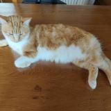 Foto del gato perdido en Semur En Auxois