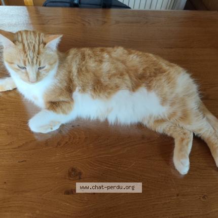 Foto 1/1 NOUKI Chat perdido en Semur en auxois